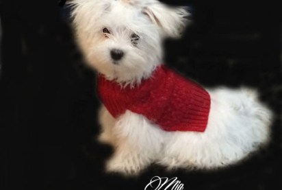 Mia maltese fort worth